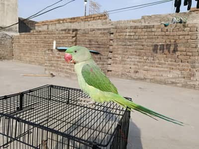 Raw Hand Tame Talking Female for sale