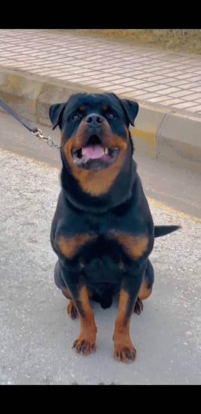 Rottweiler male