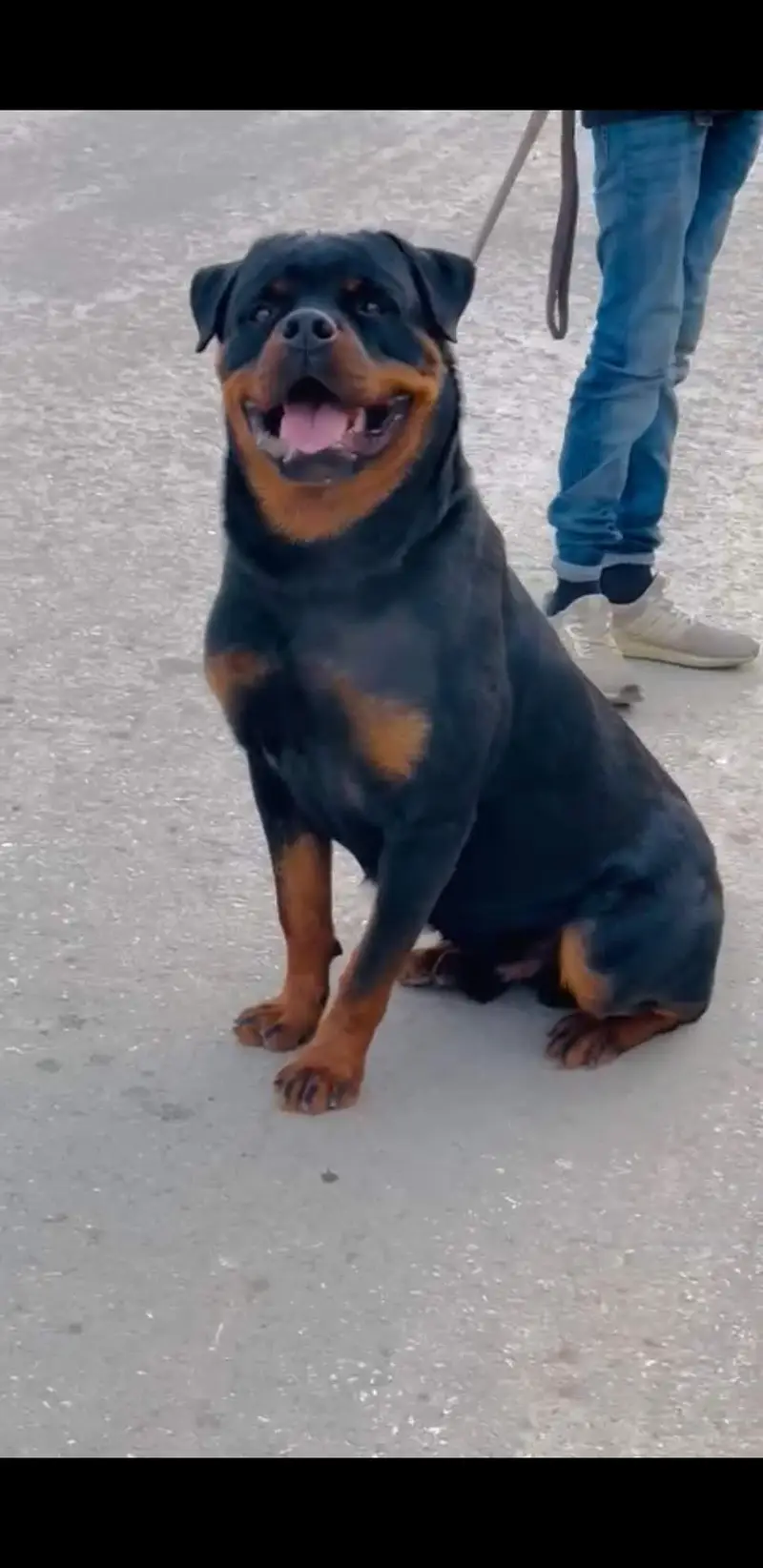 Rottweiler male — photo 3