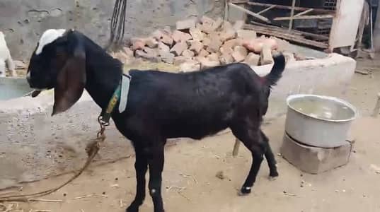 4 gabban females goats ( qeemt or km kr douga)