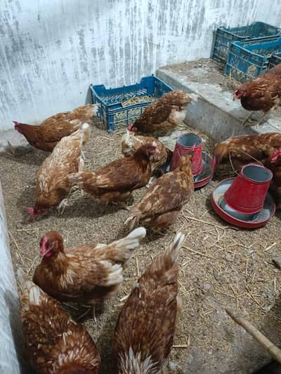 LOHMAN BROWN EGG LAYING HEMS FOR SELL