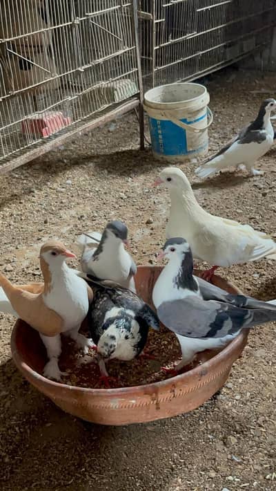 sheerazi pairs available for sale in very reasonable price.