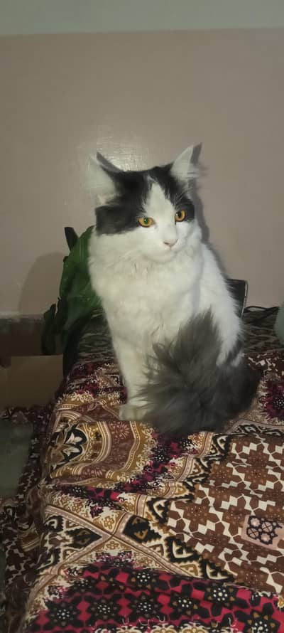 mixed Persian male cat