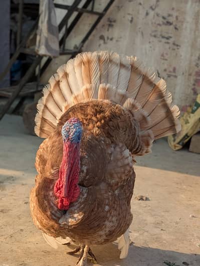 very good size healthy active breeder pair available for sale