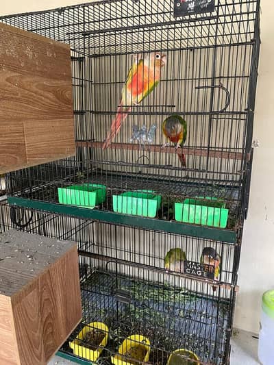 Conure breeder pairs high red factor green chick pineapple
