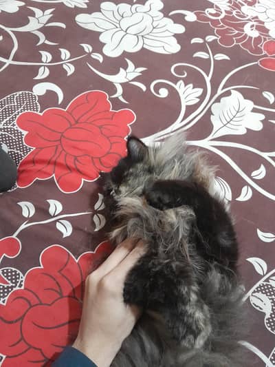 2 females cat are available