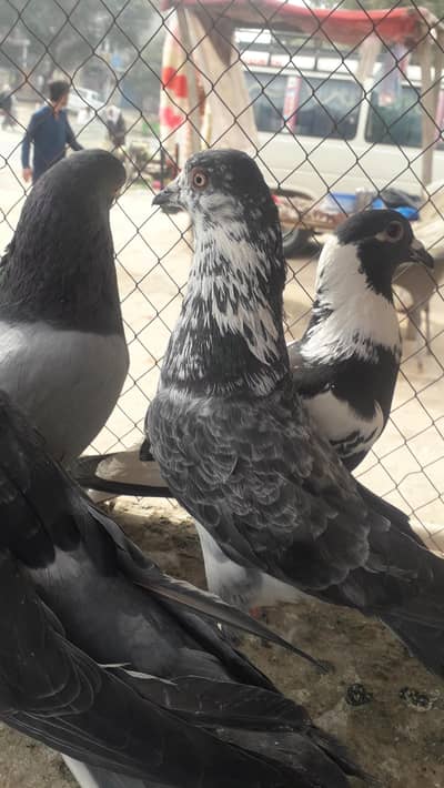 bhai g kisi k pas asmani ya dhangi wale kaboter ho to rabta kro