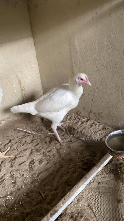 Aseel heera pure paper white female