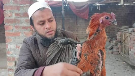 Black Dragon Aseel Chicks