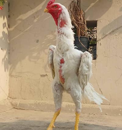 shamo aseel 1 Roster and  1 hens