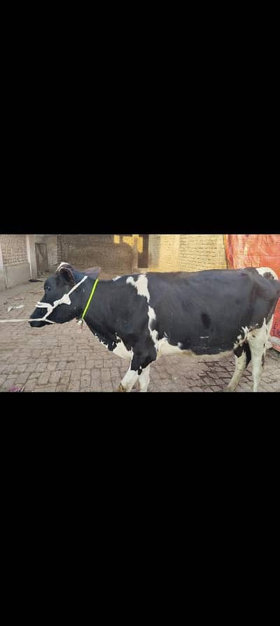 cow pure ferzion 03459752637
