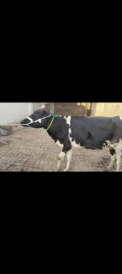 cow pure ferzion 1st timer tayar
