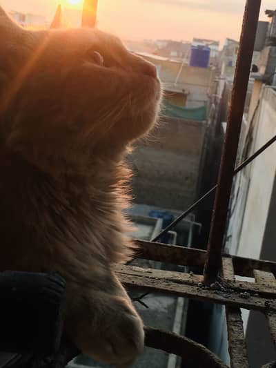 5000 emergency to sale WhatsApp:03452309535