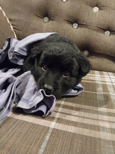 black shepherd triple coated