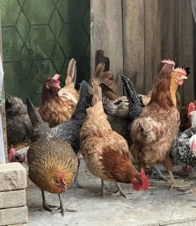 Golden Misri Hen for sale