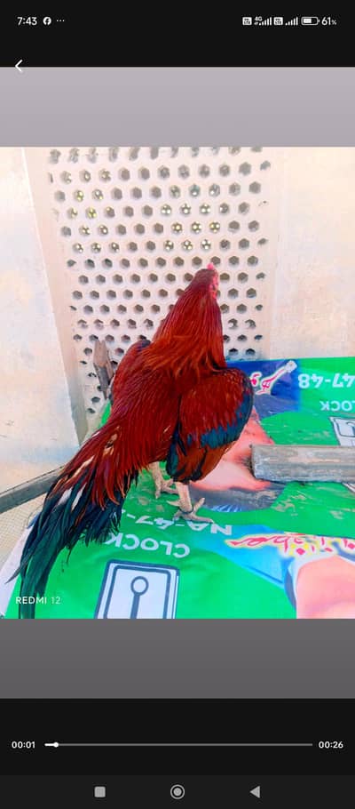 breader male argent sale