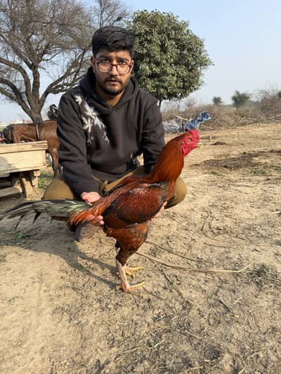 Pakoya Trad cross male and Pakistani trad cross females
