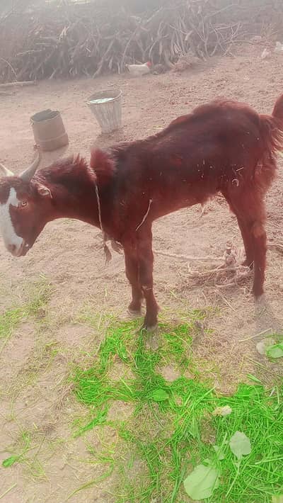 Lela \ Bakra For Sale