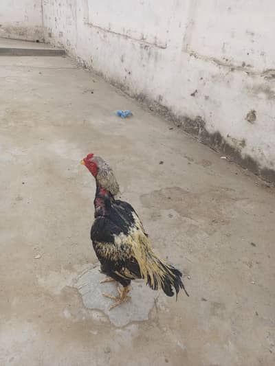 aseel jawa murga or lakha pair |jora for sale