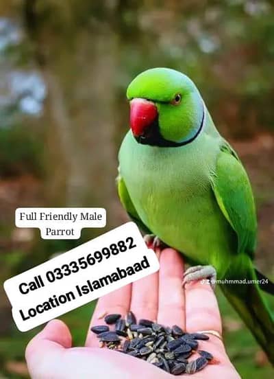 Hand Tamed Full Friendly Green Ring Neck Male Parrot Jumbo Size