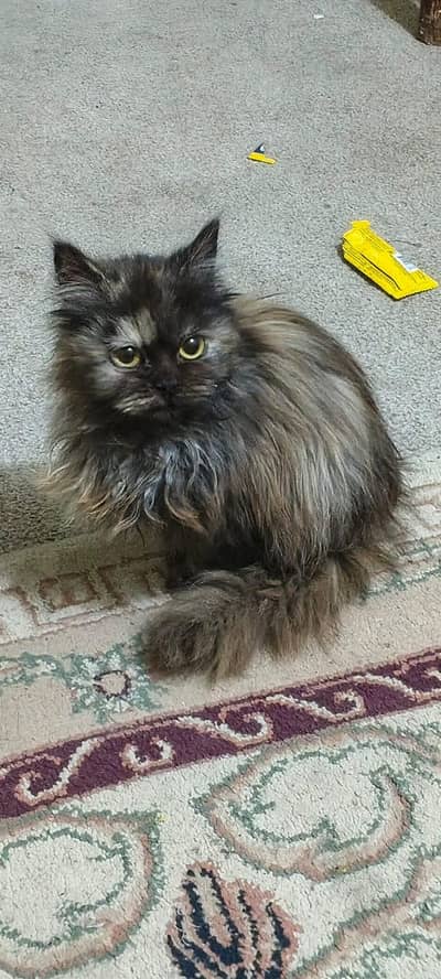 persain cat available