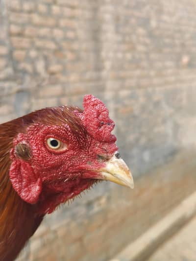 سیل مرغا پیور میاں والے