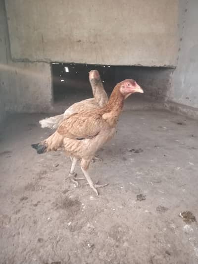 whatsapp number par rabta 0311683649