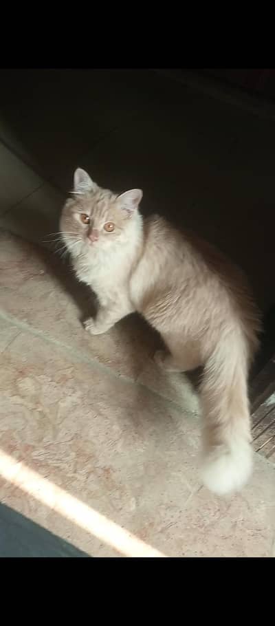 Mobil no 03145117515