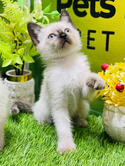 Persian Kittens|Punch Face Kittens|Cute|Triple Coated Kittens|Lahore|