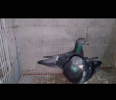 Qasid pigeons