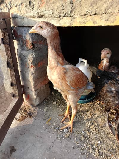 Miawali aseel pathay