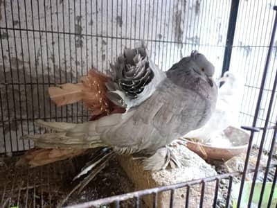 Silver American Male Yellow American Female