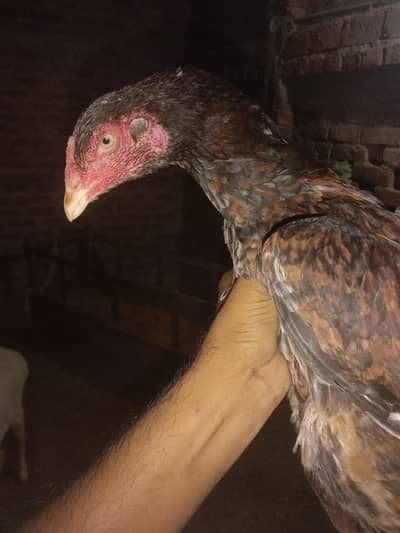 kurk madiya full setup for sale