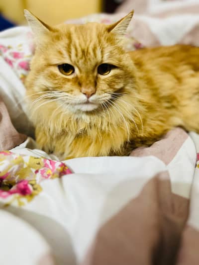 TRIPLE COAT MALE PERSIAN CAT URGENT FOR SALE