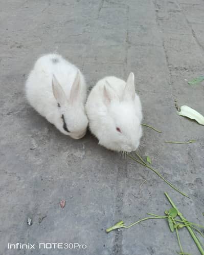 Male & Female Rabbit  pair