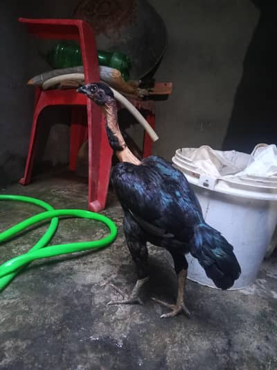 aseel waitnam murgi hai