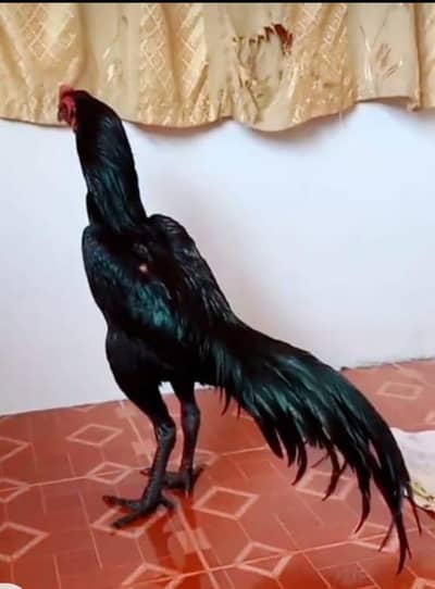 breed aseel heera my WhatsApp number03208016494