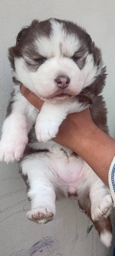 syberian husky puppies available