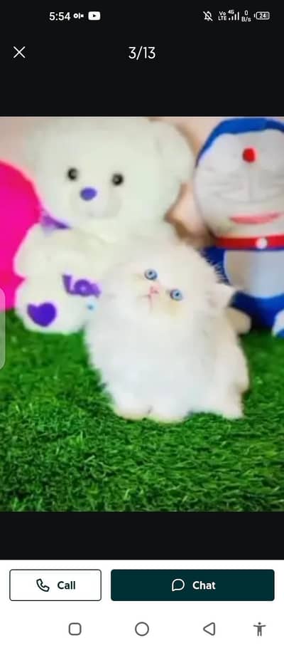 Persian cat for sale male or female 03214390746my WhatsApp number