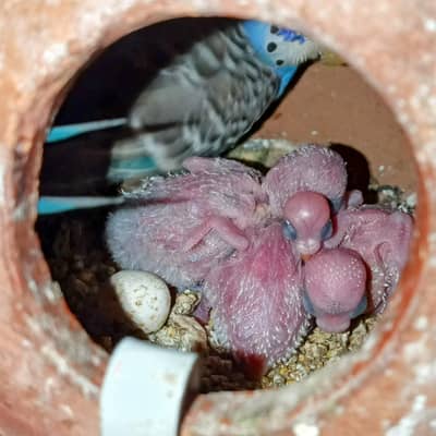 Budgie Mature Breedar Pairs and  Baby For Hand Tame Australian Parrot