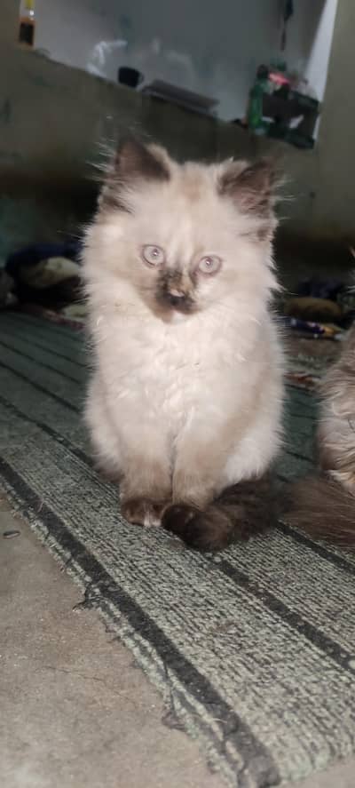 2 Persian Kittens With Mother Cat looking for a new home
