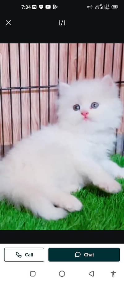 Persian cat for sale male or female 03214390746my WhatsApp number