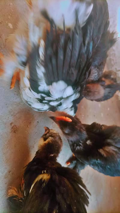 Bantam chicks for sale