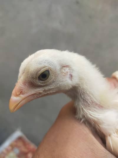 Paper White Heera Aseel Chicks with mother female