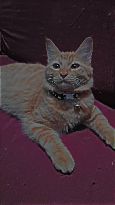 persian male cat for sale