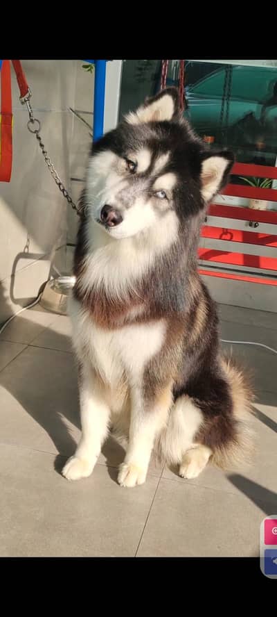 padigree Siberian Husky Male  | wolly coat | Husky dog for stud