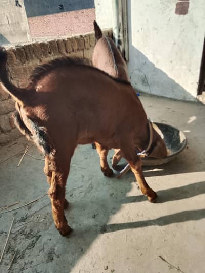 pure nagra 2 bakry urgent sale