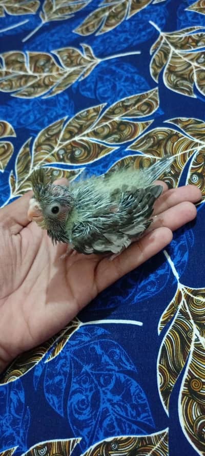 Cocktail baby , Grey or cream ke chicks hain