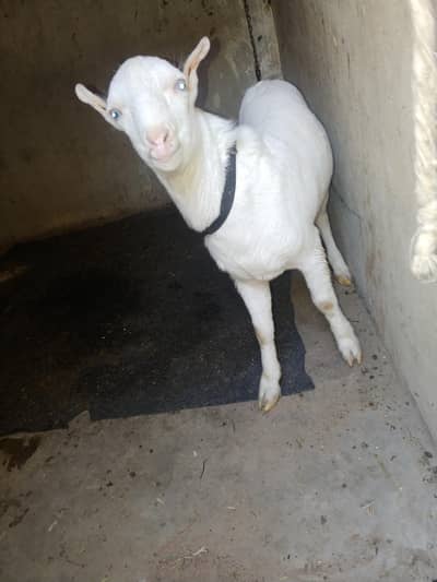 bulabi teda pink nos me