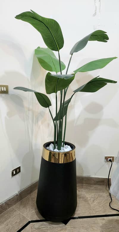 BANANA TREEE WITH FIBER POT